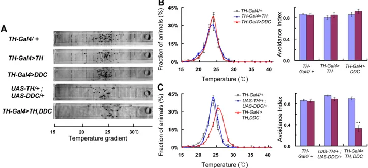 Figure 3. Dopamine biosynthesis is critical for flies to avoid cold temperature. (A) TPB photographs of TH-Gal4/+, TH-Gal4.TH, TH- TH-Gal4.DDC, TH-Gal4.TH, DDC, and UAS-TH/+;UAS-DDC/+ flies