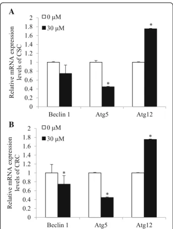 Fig. 2 Effects of cisplatin on mRNA expression levels of Beclin 1, Atg5, and Atg12 in CSC and CRC