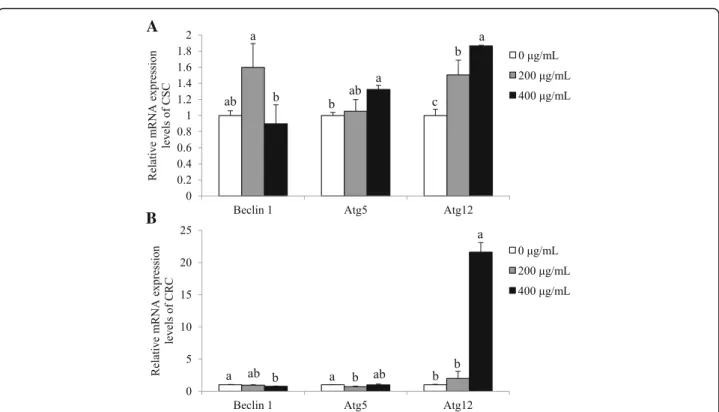 Fig. 5 Effects of of SbE on mRNA expression levels of Beclin 1, Atg5, and Atg12 in CSC and CRC
