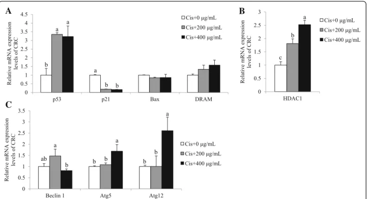 Fig. 7 Combination effects of SbE and cisplatin on mRNA expression levels of p53, p21, Bax, DRAM, Beclin 1, Atg5, and Atg12 in CRC