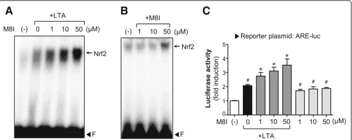 Fig. 6 M8I increased the DNA binding and transcriptional activities of Nrf2. a, b EMSA for Nrf2 DNA binding activity