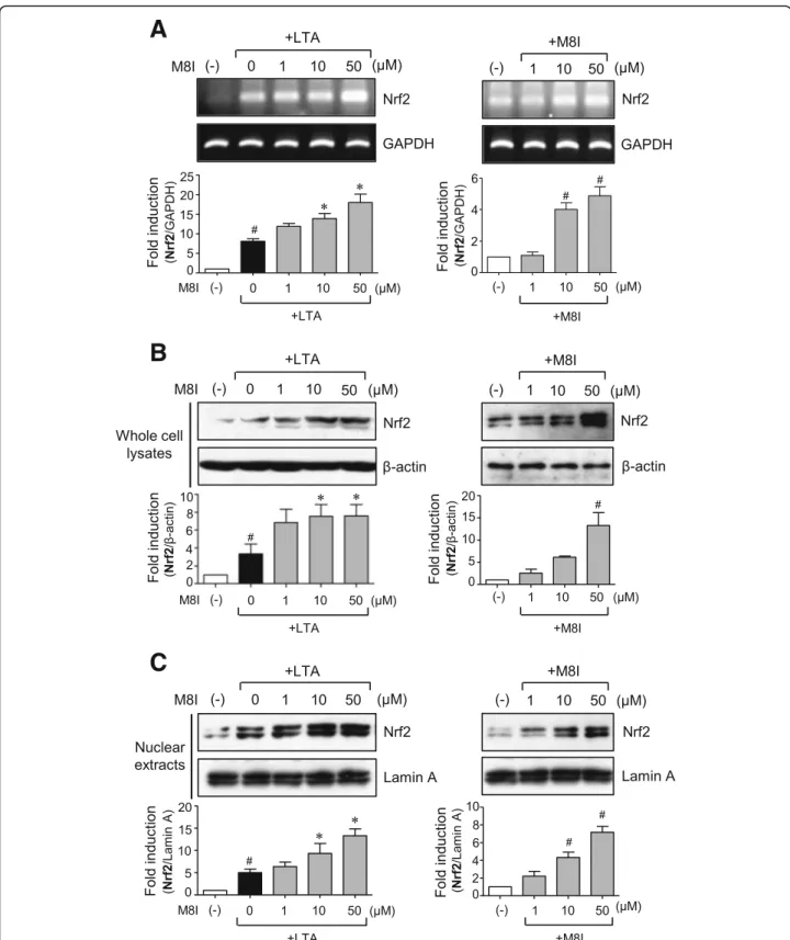 Fig. 7 M8I increased the expression and nuclear translocation of Nrf2 in astrocytes. Cells were treated with M8I in the presence or absence of LTA for 3 h