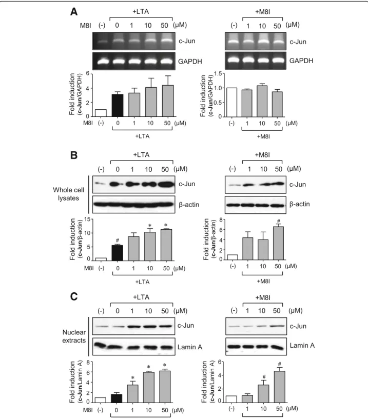 Fig. 8 M8I increased the expression and nuclear translocation of c-Jun in astrocytes. Cells were treated with M8I in the presence or absence of LTA for 3 h