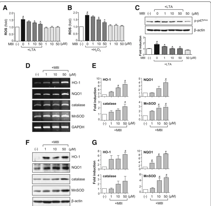 Fig. 5 M8I inhibited ROS production and increased antioxidant enzyme expression. a, b Effect of M8I on ROS production in a LTA or b H 2 O 2 -