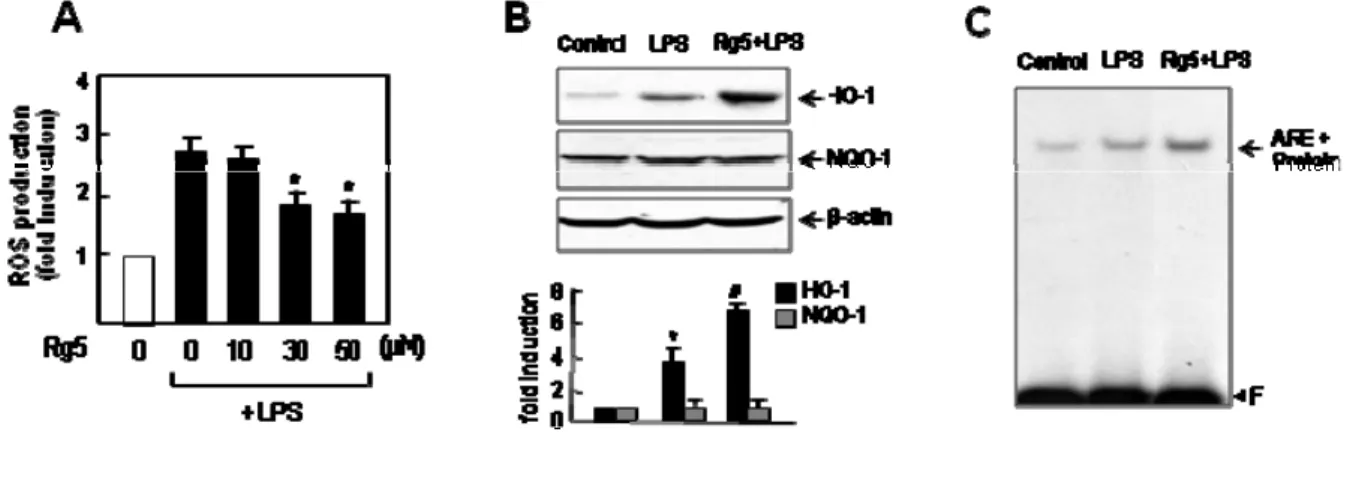 Figure 8. Rg5 inhibited ROS production and increased HO-1 expression via ARE. (A) The  BV2 cells were pre-treated with Rg5 for 1 h, followed by treatment with LPS (0.1 μg/mL)  for 16 h