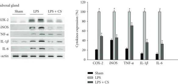Figure 5: Eﬀects of blue cohosh crude saponin on cytokines mRNA expression in LPS-treated mice