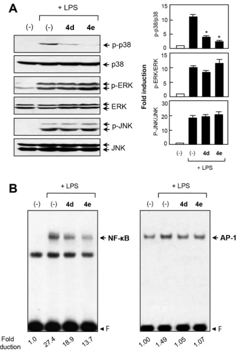 Figure 9. Effects of 4d and 4e on three types of MAP kinases and NF-kB/AP-1. (A) Cell extracts were prepared from BV2 microglial cells treated with LPS for 30 min in the absence or presence of 4d or 4e (5 mM) and then subjected to immunoblot analysis using