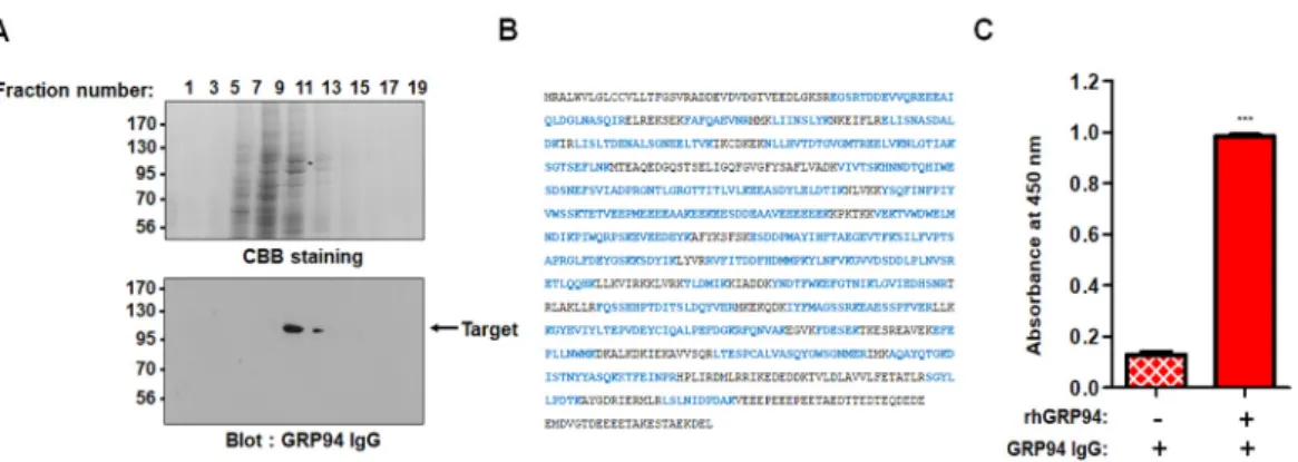 Figure 1. A 100-kDa protein recognized by glucose-regulated protein 94 (GRP94) immunoglobin G  (IgG) was identified as human GRP94