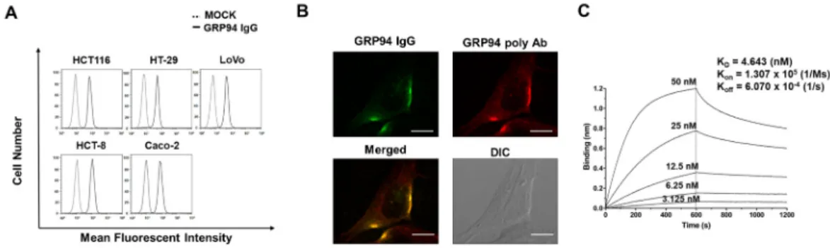 Figure 2. Characterization of GRP94 IgG. (A) Binding of GRP94 IgG to colorectal cancer (CRC) cells  was verified by flow cytometry in the absence (MOCK, dashed line) or presence (solid line) of GRP94  IgG