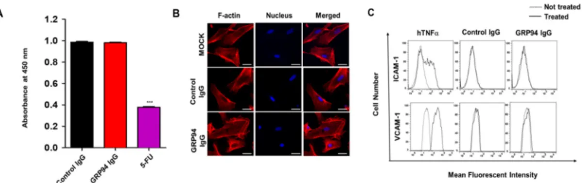Figure 4. Effect of GRP94 IgG on CRC cell growth. (A) HCT116, HT-29, LoVo, HCT-8, and Caco-2 