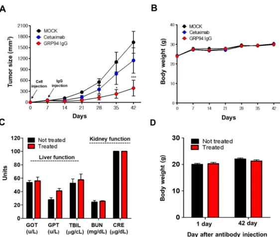 Figure 6. Evaluation of in vivo efficacy and toxicity of GRP94 IgG. (A) GRP94 IgG or cetuximab was  injected intravenously into HCT116-xenografted mice twice weekly