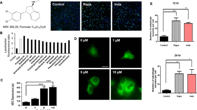 Figure 1.  Indatraline induces autophagy in cells. (A) Indatraline structure and representative images from 