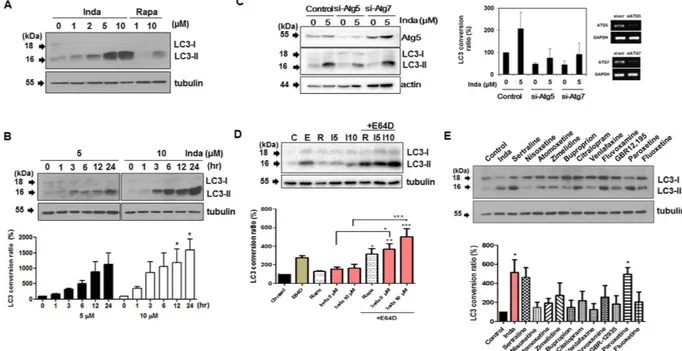 Figure 2.  Indatraline-induced autophagy was validated by LC3 conversion immunoblotting