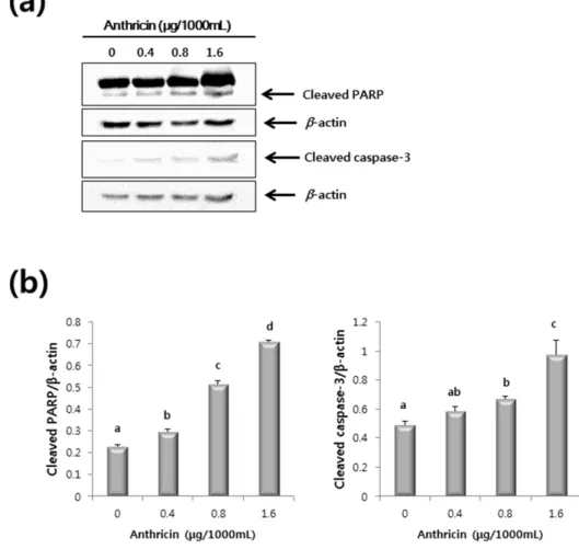 Figure 7. Western blot of HCT116 cells treated with anthricin (0–1.6 μg/1000mL).   (a) Representative western blot of caspase-3 and poly ADP ribose polymerase (PARP)  protein expression; (b) Expression levels of caspase-3 and PARP protein