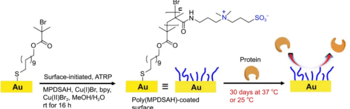 Figure 1. The schematic representation for formation of poly(MPDSAH) films and film-degradation studies.