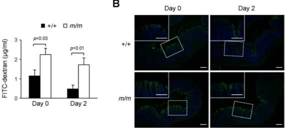 Figure 5.  Effect of Arhgap17-deficiency on intestinal permeability. In vivo intestinal permeability was 