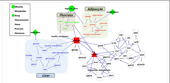 Figure 3 combination drug simulation result on T2D model. Combination drug (Metformin and rosiglitazone) effect pathway on T2D model.