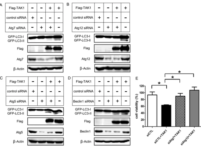 Figure 3 | Autophagy-related proteins are involved in TAK1-induced GFP-LC3-II conversion and cell death