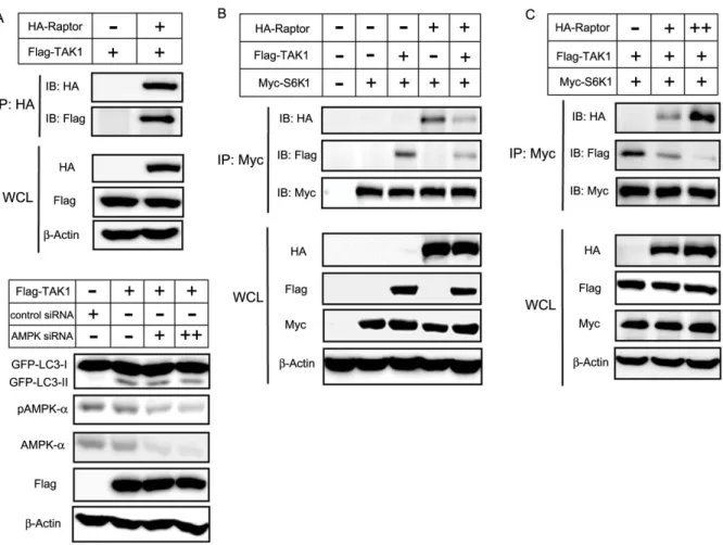 Figure 6 | TAK1 competes with S6K1 for binding to raptor. (A) HA-raptor and Flag-TAK1 were co-transfected into HEK 293T cells