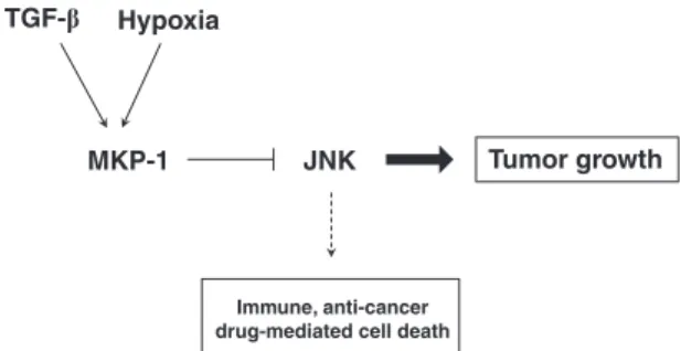 Figure 7 Schematic diagram of this study. We propose a novel crosstalk model involving MKP-1 expression in cancer