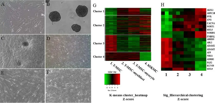 Figure 1. Myogenic differentiation of human T-MSCs and gene expression analysis by microarray
