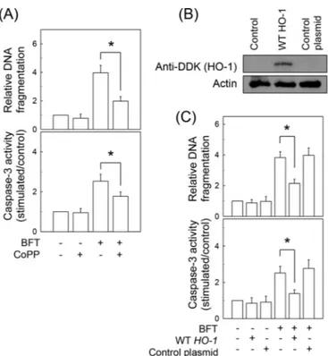 FIG 10 Effects of HO-1 overexpression on apoptosis in intestinal epithelial
