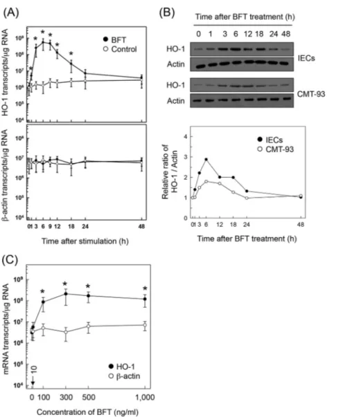 FIG 1 HO-1 expression in intestinal epithelial cells stimulated with BFT. (A) Primary intestinal epithelial cells were treated with BFT (100 ng/ml) for the