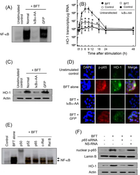 FIG 2 Effects of NF- ␬B suppression on HO-1 expression in CMT-93 cells stimulated with BFT