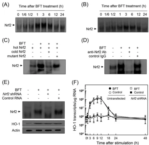 FIG 5 Activation of Nrf2 in intestinal epithelial cells stimulated with BFT. (A and B) Primary intestinal epithelial cells (A) and CMT-93 cells (B) were treated with