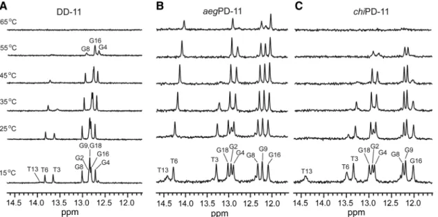 Figure 2. Temperature-dependent 1D imino proton spectra for the (A) DD-11, (B) aegPD-11, and (C) chiPD-11 duplexes in a 90% H 2 O/10% D 2 O