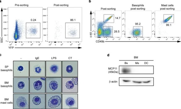 Figure 1.  Sorting strategy and morphology of SPBs, BMBs, and BMMCs. (a) YFP +  basophils (SPBs) 