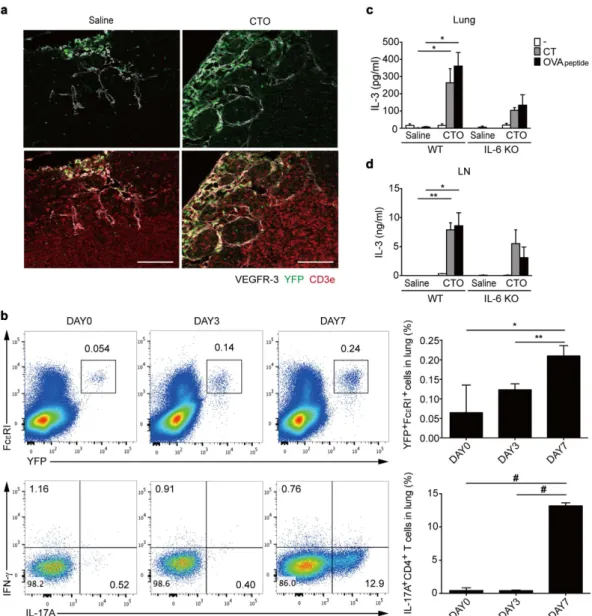 Figure 6.  Increased basophil recruitment into draining LNs and lungs following CTO challenge
