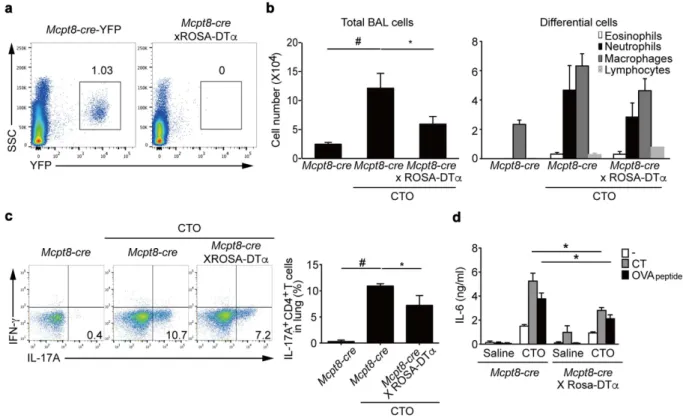 Figure 7.  Reduced TH17 responses in basophil-deficient mice. (a) Representative flow cytometric analysis of  the presence of basophils in spleens of 6 to 8-week-old Mcpt8-cre-YFP and basophil-deficient mice (gating on  YFP +  cells)