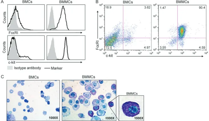 Figure 2. Generation of BMMCs. (A) The surface expression of Fc ε RI and c‑kit on BMCs and BMMCs are exhibited as representative histograms using flow  cytometry