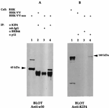 FIG. 2. KIF4-Gag association in BHK cells. Lysates were prepared from BHK21 cells either uninfected (BHK) or infected with wild-type vaccinia virus (BHK-VV) or vaccinia virus expressing ecotropic MuLV Gag (BHK-VV-eco)
