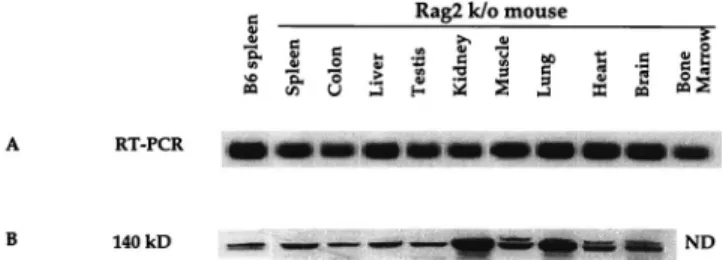 FIG. 4. KIF4 expression in mouse tissues. (A) RT-PCR of total RNA from the indicated tissues of a Rag2 knockout (k/o) mouse and spleen tissue from a normal C57BL/6 (B6) mouse