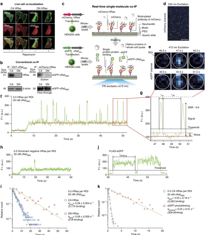 Figure 1 | Real-time single-molecule co-IP imaging. (a) Live cell co-localization study for the HRas–cRaf RBD interaction