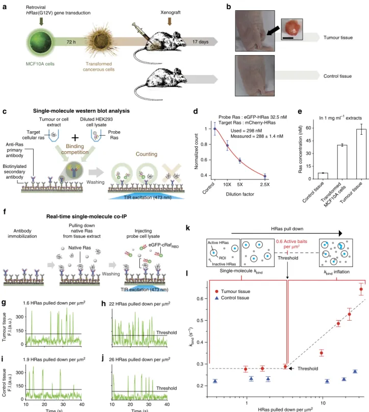 Figure 3 | Quantitative characterization of signalling proteins in tumour tissue. (a,b) Transformation of MCF10A cells into cancerous cells by retroviral HRas (G12V) transduction