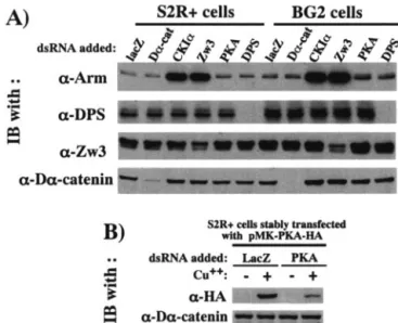 FIG. 9. Wg-induced phosphorylation of Dsh is due to CKI␣. Ex- Ex-pression of each of four Dsh-associated kinases was suppressed by preincubating S2R⫹ cells with dsRNA for 30 h, and these S2R⫹ cell cultures were treated or not with Wg for 3 h and then harve