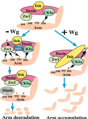 FIG. 11. Model depicting how the Wg signal controls phosphory- phosphory-lation-dependent degradation of Arm