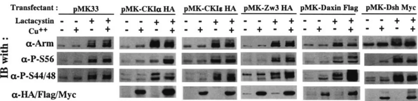 FIG. 3. Effect of overexpression of CKI␣, CKI ε , Zw3, Daxin, and Dsh on Arm phosphorylation status