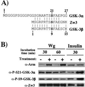 FIG. 8. RNAi experiments to evaluate the function of PP2A-C in Wg signaling. (A) PP2A-C counteracts Arm phosphorylation at Ser56 and at Ser44 plus Ser48, as well as Daxin phosphorylation