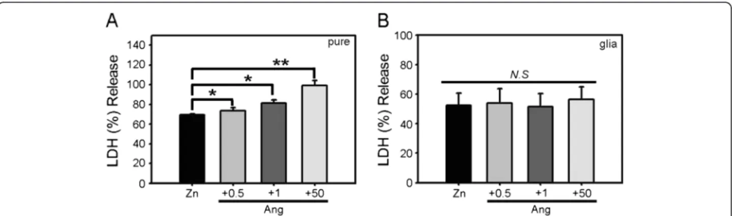 Figure 2 Potentiation of zinc toxicity by angiotensin II is specific to neurons. A) Bars denote LDH release (mean ± SEM, n = 7) in near-pure neuronal cultures after 15 min exposure to 300 μM zinc or zinc plus 0.5, 1, or 50 μM angiotensin II (*p &lt; 0.05, 