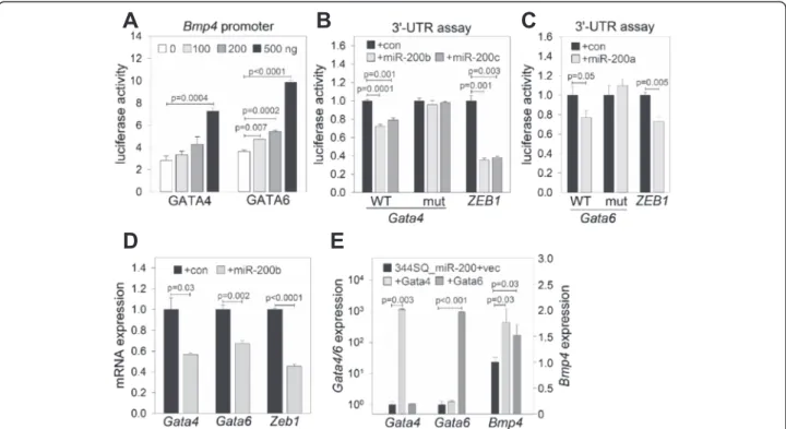 Fig. 2 GATA4 and GATA6, transcription factors of BMP4, are miR-200 target genes. a Luciferase assay of Bmp4 promoter activity