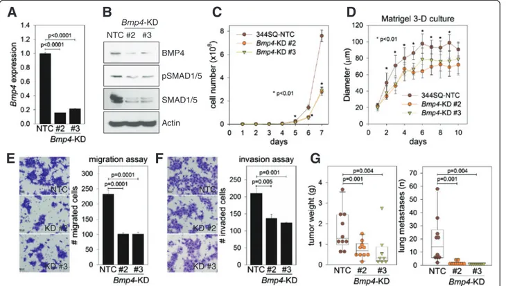 Fig. 3 BMP4 knockdown suppresses cancer cell growth, migration, invasion, tumorigenesis, and metastasis