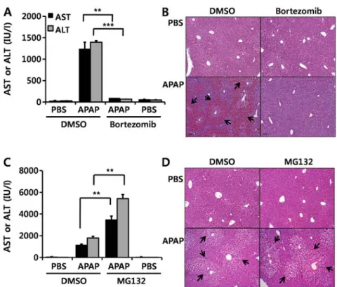 Figure 7. Protective effects of bortezomib on acetaminophen (APAP)-induced hepatotoxicity