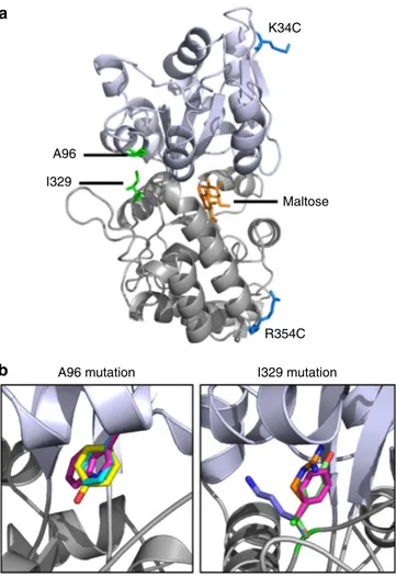 Figure 1 | Structure and mutation sites of an MBP. (a) MBP mutants with different binding afﬁnities for maltose were constructed by changing the amino-acid residues at two positions, 96 and 329, in the hinge region of the protein (PDB ID code 3MBP), opposi