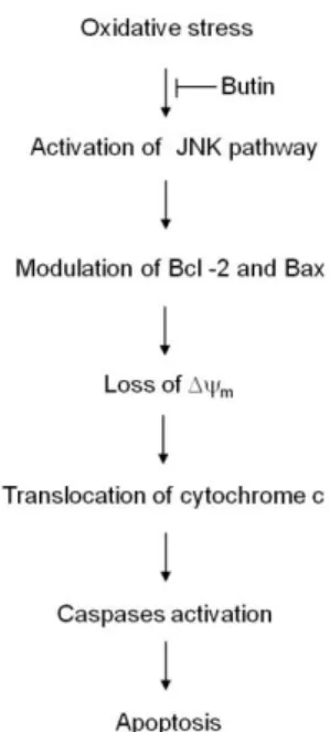 Figure  6.  A  proposed  cyto-protective  pathway  of  butin,  which  explains  its  properties  against oxidative stress-induced mitochondrial involved apoptosis