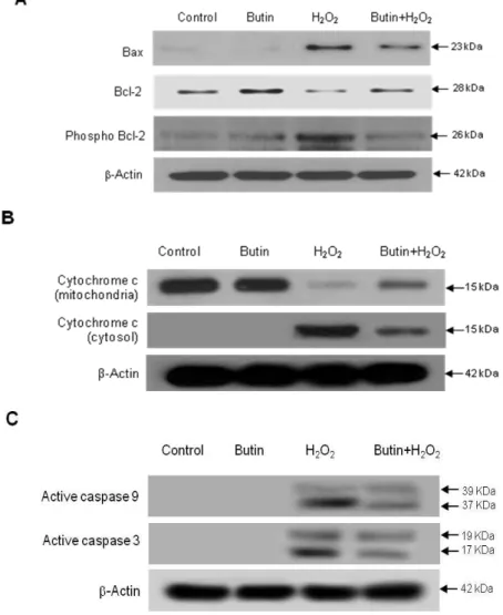 Figure  4.  Effects  of  butin  on  mitochondrial  apoptosis  related  proteins.  Western  blot  analysis  was  performed