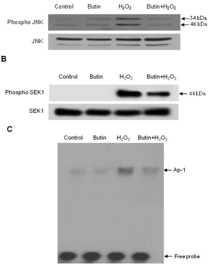 Figure 5. Effects of butin on H 2 O 2 -induced SEK1-JNK-AP-1 activation. Cell lysates were 